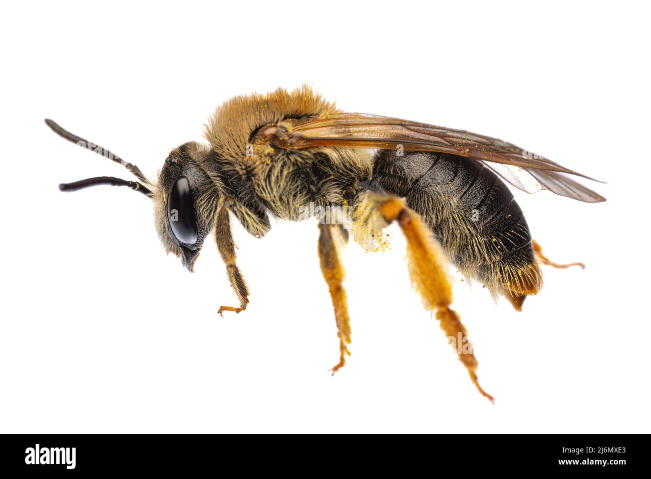 Insekten Europas - Bienen: Seitenansicht mit rotem Schwanz der weiblichen Andrena haemorrhoe (rotschoppige Sandbiene) isoliert auf weißem Hintergrund Stockfoto
