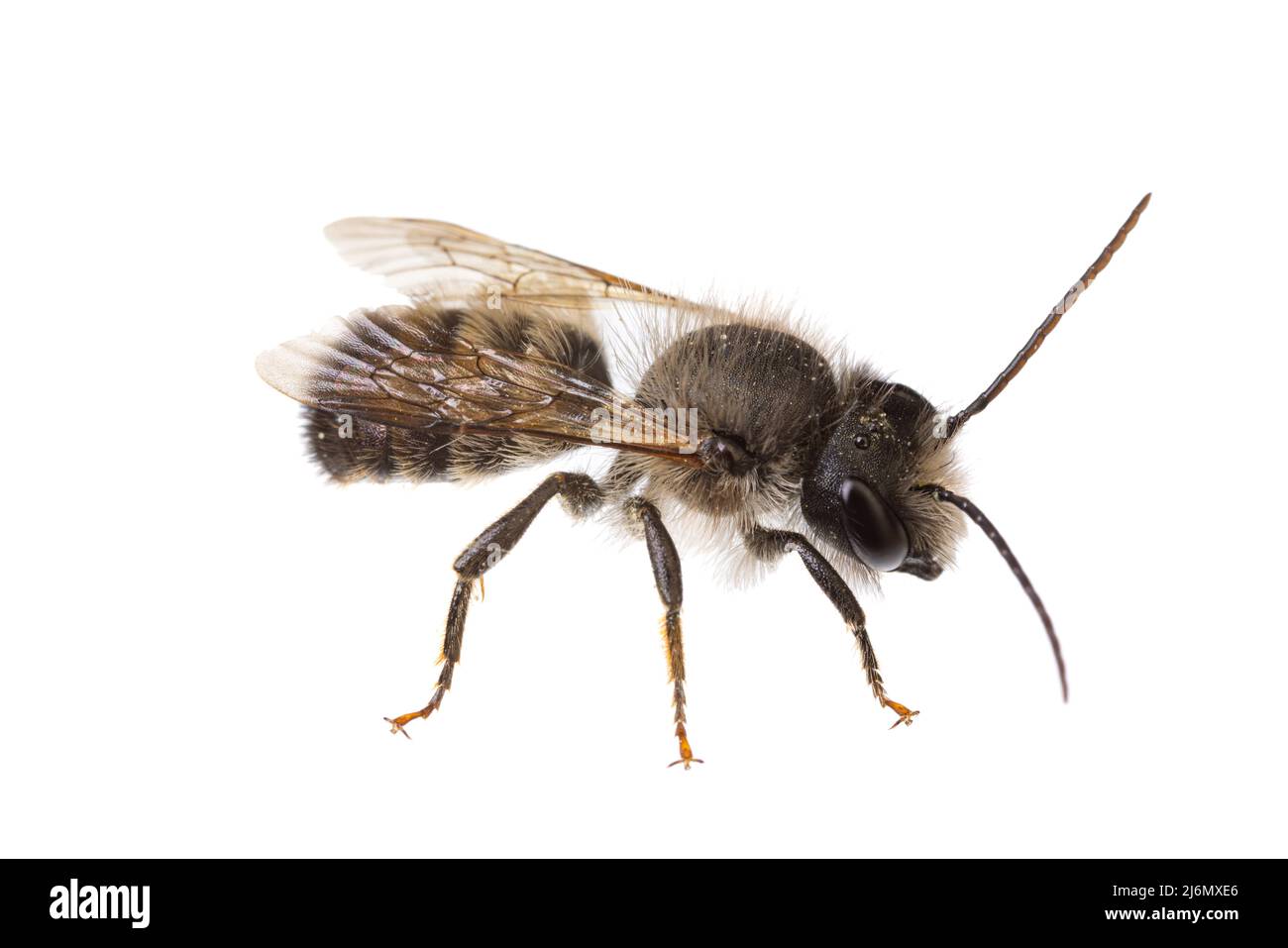 Insekten Europas - Bienen: Makro der männlichen Osmia bicornis-Rotmauerbiene (deutsche Rote Mauerbiene) isoliert auf weißem Hintergrund Stockfoto
