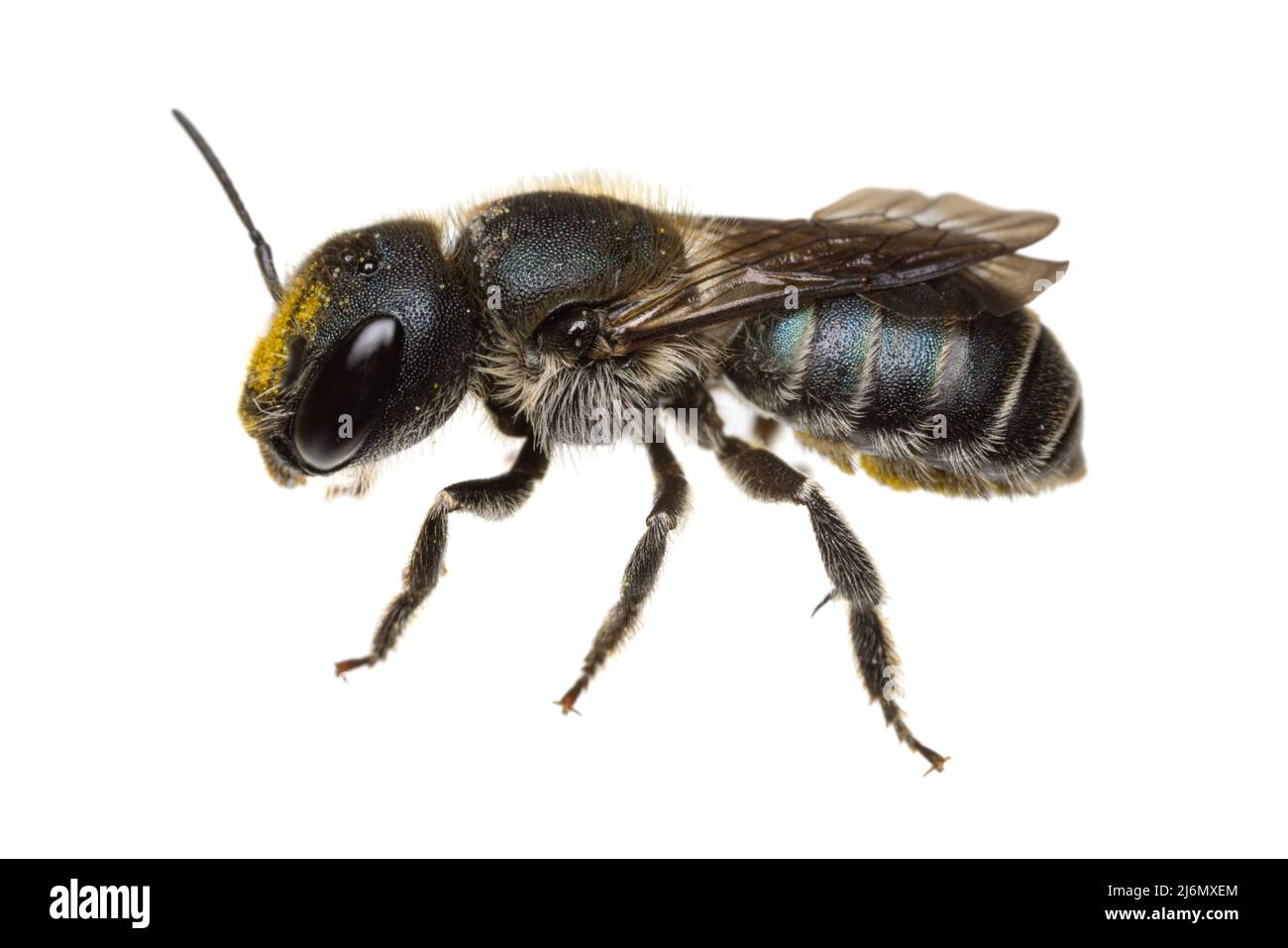 Insekten Europas - Bienen: Makro-Seitenansicht der weiblichen Osmia caerulescens-Blaumauerbiene (deutsche Stahlblaue Mauerbiene) isoliert auf weißem Hintergrund wi Stockfoto