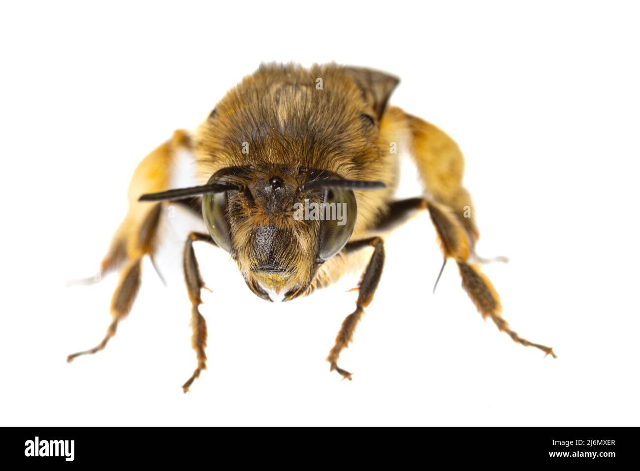 Insekten Europas - Bienen: Makro weiblicher Anthophora crinipes (Pelzbienen) isoliert auf weißem Hintergrund - Kopfdetails Stockfoto