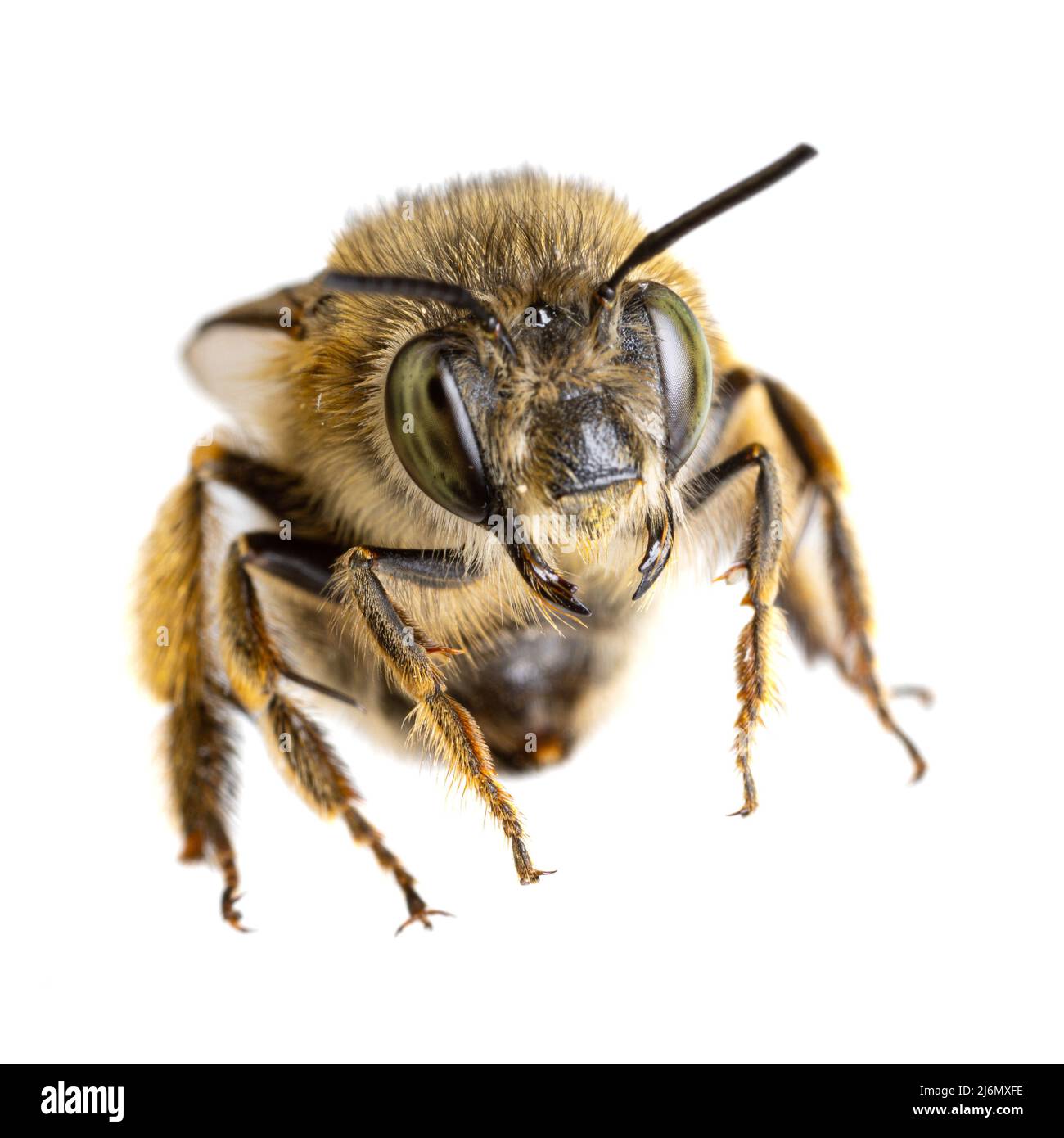 Insekten Europas - Bienen: Makro weiblicher Anthophora crinipes (Pelzbienen) isoliert auf weißem Hintergrund - Kopfansicht Stockfoto