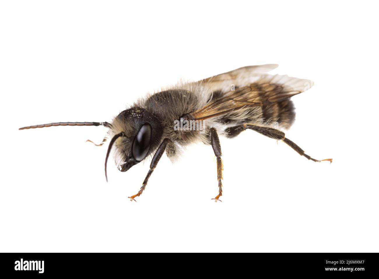 Insects of europe - Bienen: Seitenansicht-Makro der männlichen Osmia bicornis-Rotmauerbiene (deutsche Rote Mauerbiene) isoliert auf weißem Hintergrund Stockfoto
