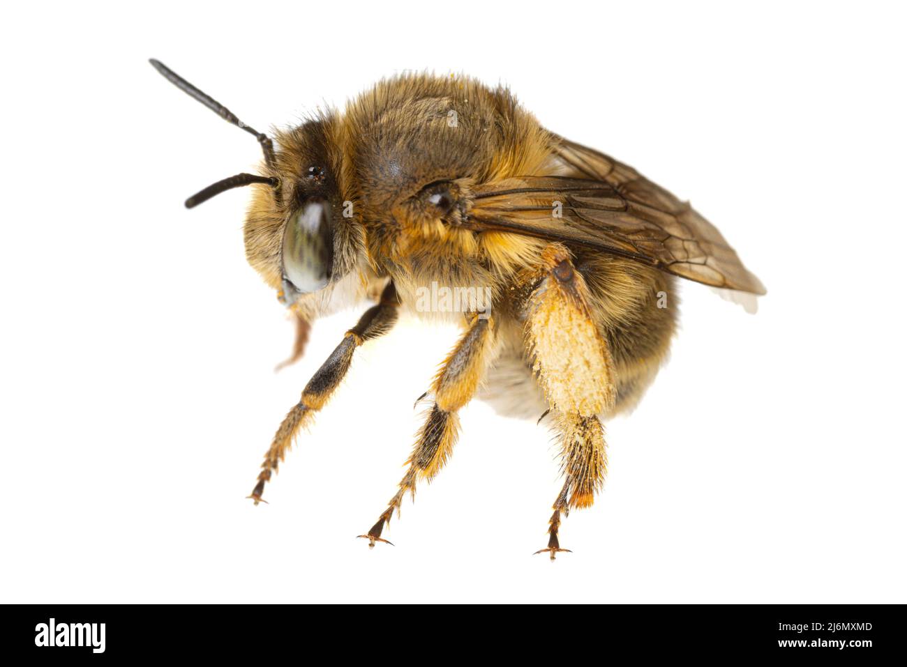 Insekten Europas - Bienen: Makro weiblicher Anthophora crinipes (Pelzbienen) isoliert auf weißem Hintergrund - Seitenansicht Stockfoto