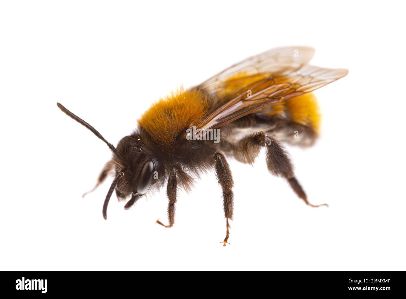 Insekten Europas - Bienen: Seitenansicht der weiblichen Waldbiene ( Andrena fulva german Rotpelzige Sandbiene) isoliert auf weißem Hintergrund Stockfoto