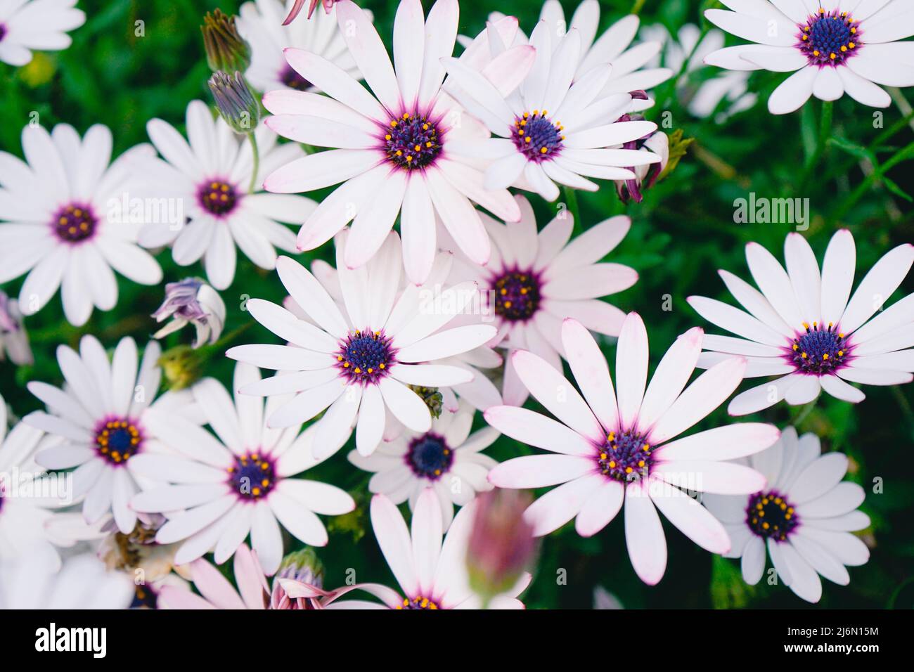 Hohe Ansicht eines frischen und lila Töne floralen Hintergrund Stockfoto