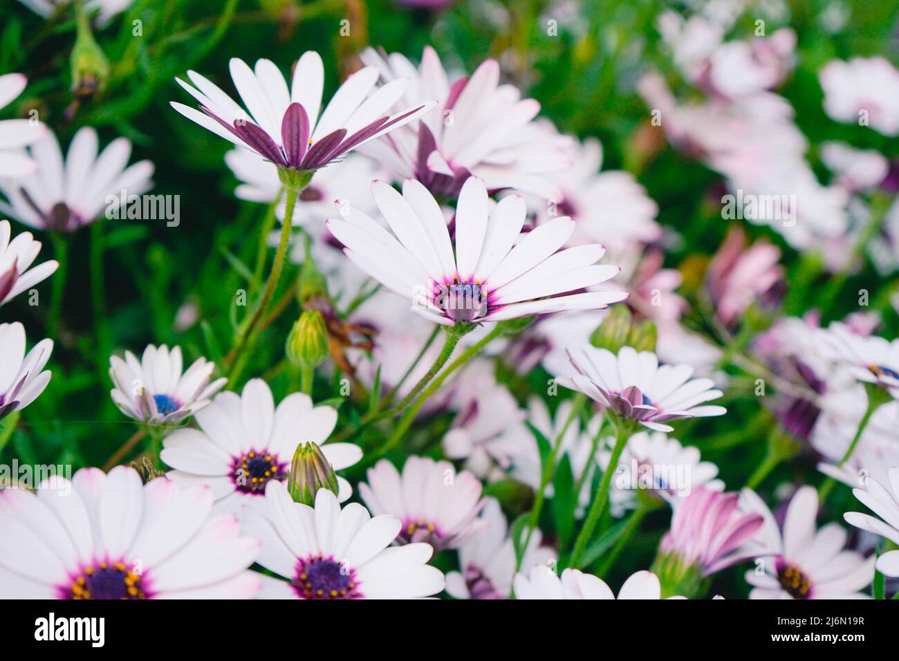 Hohe Ansicht eines frischen und lila Töne floralen Hintergrund Stockfoto