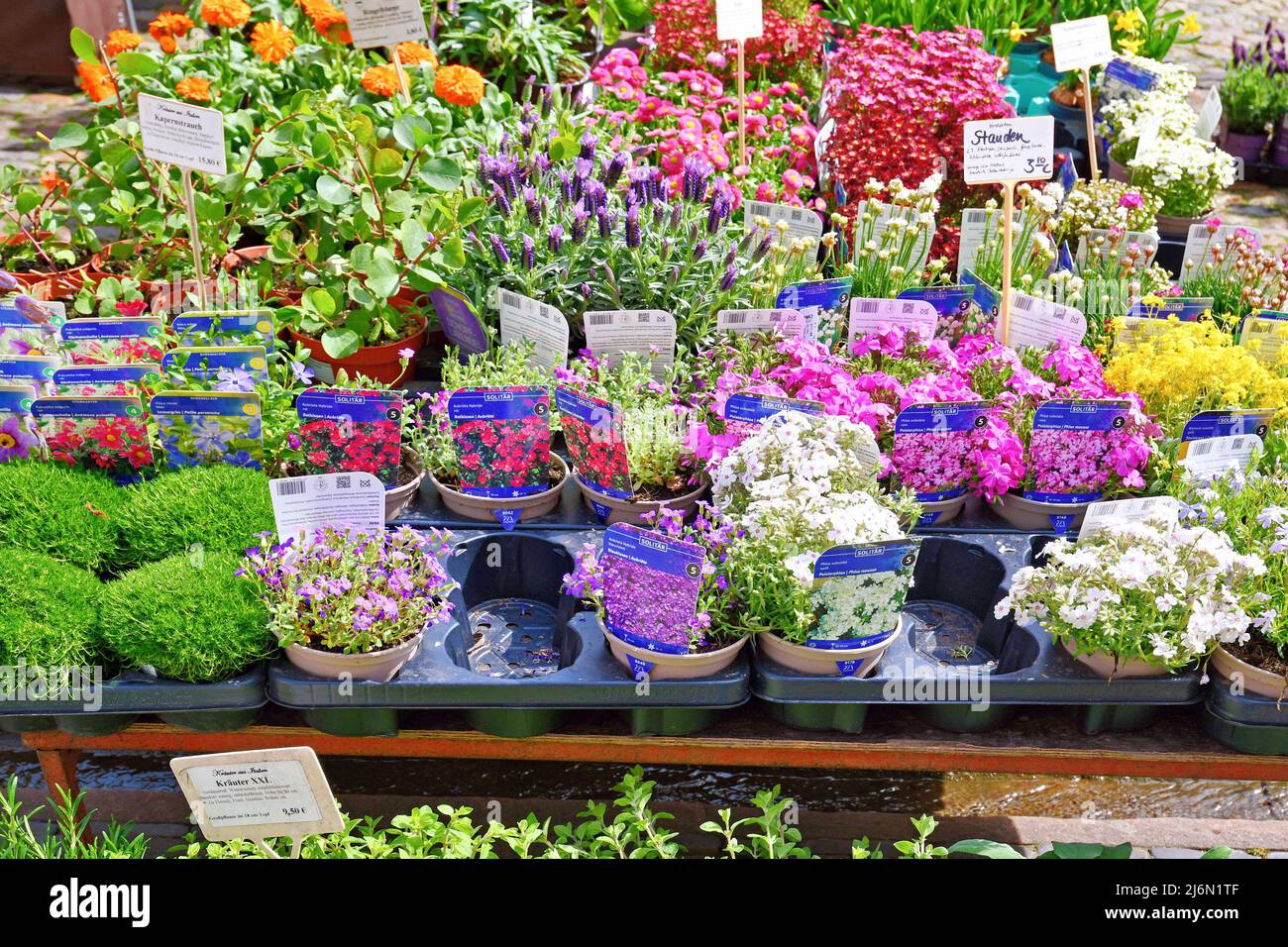 Freiburg, Deutschland - April 2022: Verschiedene bunte Gartenfrühlingspflanzen zum Verkauf auf dem Markt Stockfoto