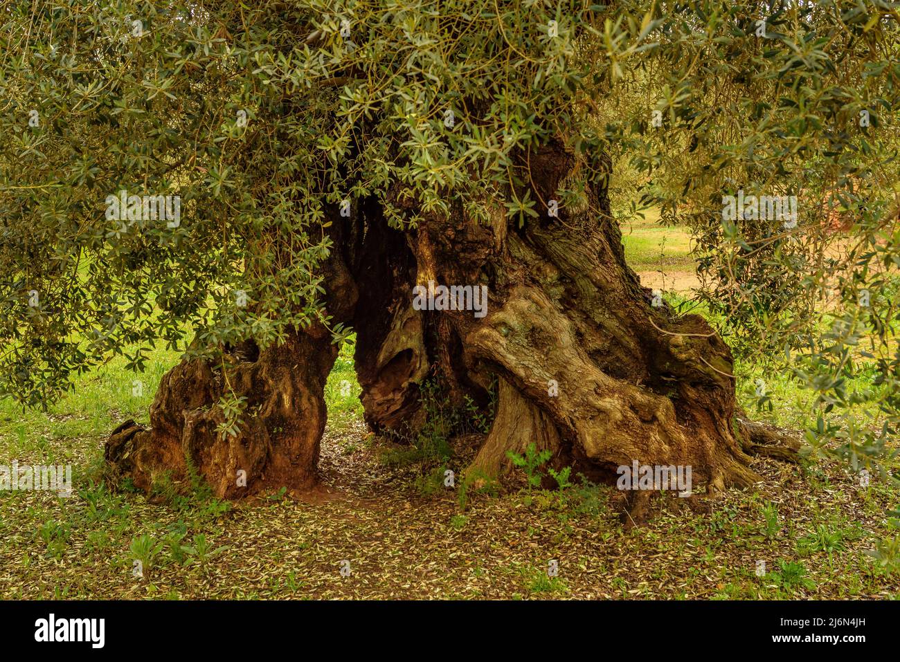 Finca de l'Arion alte tausendjährige Olivenbäume, in Ulldecona (Tarragona, Katalonien, Spanien) ESP: Olivos milenarios de la Finca de l'Arion en Ulldecona Stockfoto