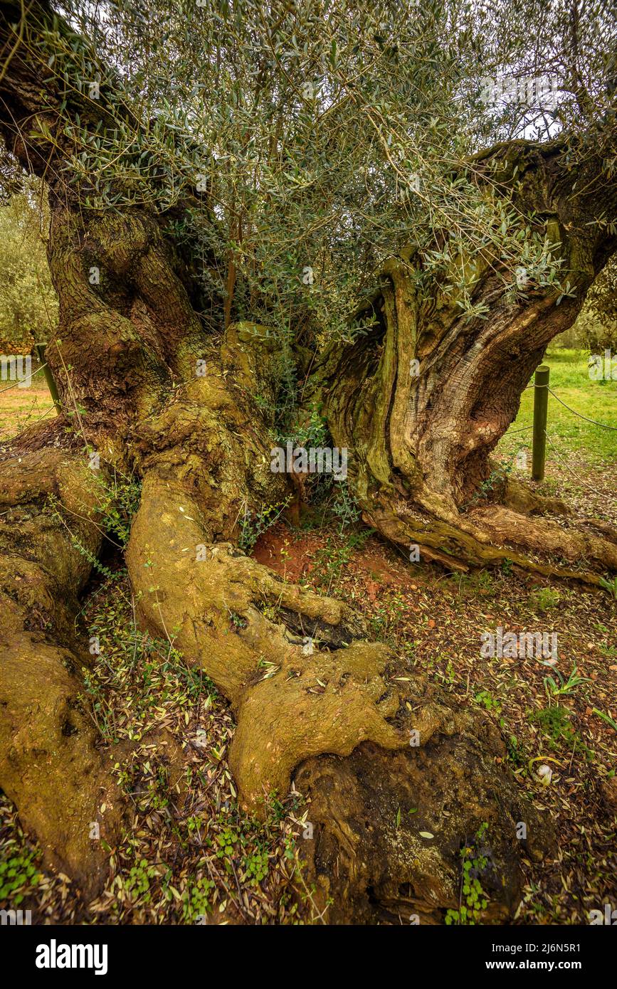 Finca de l'Arion alte tausendjährige Olivenbäume, in Ulldecona (Tarragona, Katalonien, Spanien) ESP: Olivos milenarios de la Finca de l'Arion en Ulldecona Stockfoto