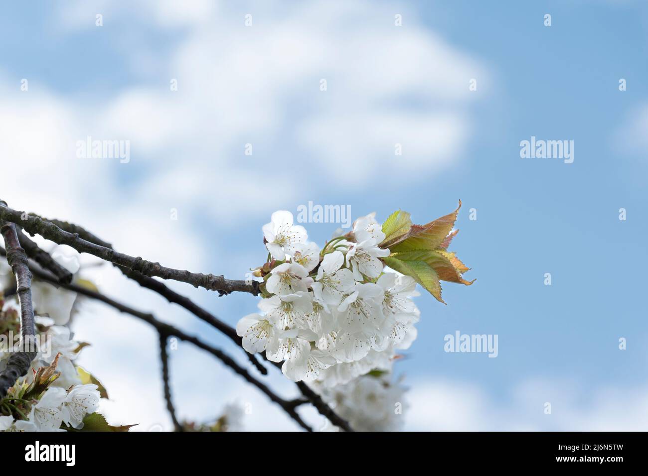 Nahaufnahme eines weiß blühenden Kirschzweiges vor blauem Himmel mit Wolken Stockfoto