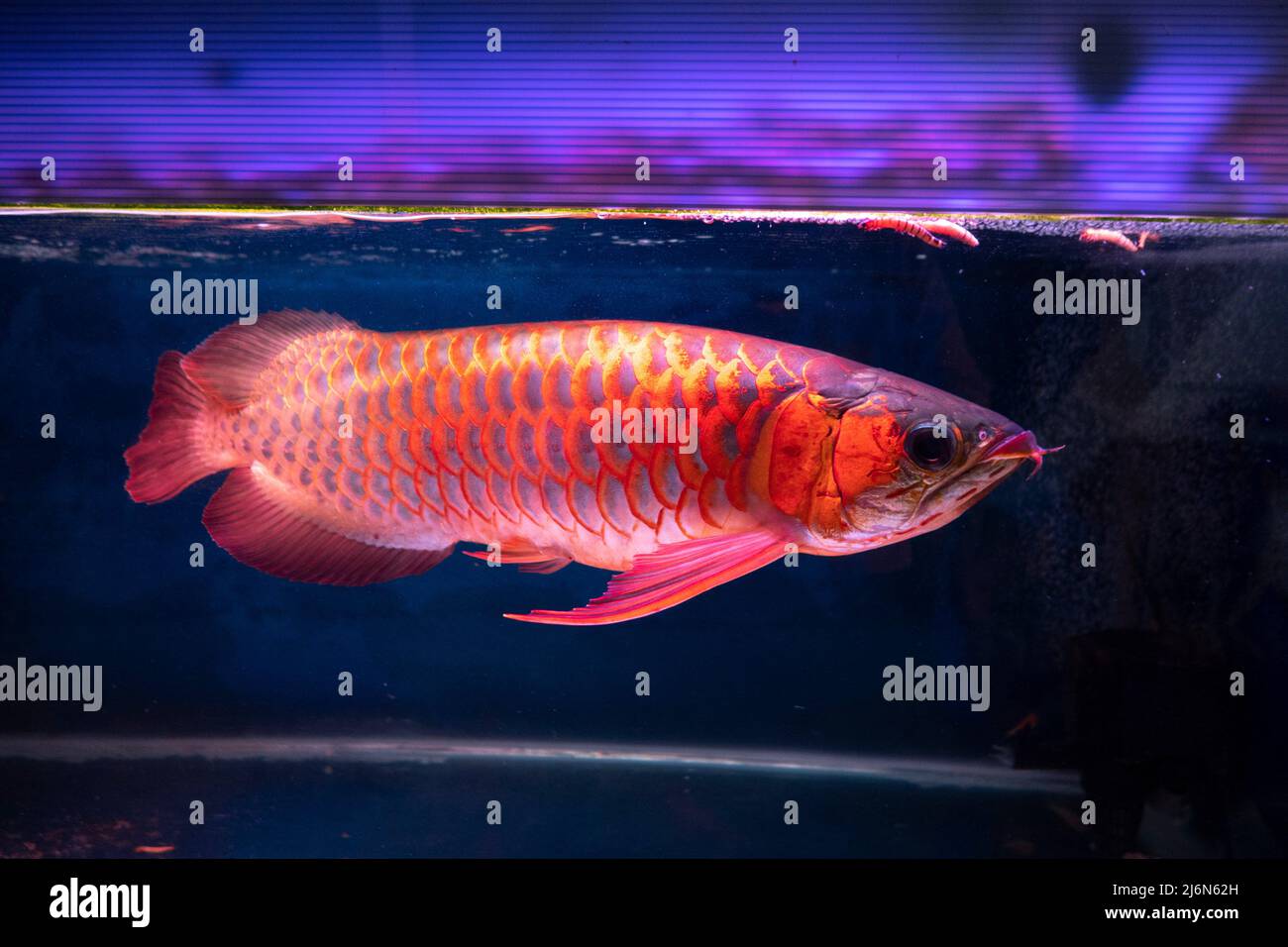 Arowanas Fotos und Bildmaterial in hoher Auflösung Alamy