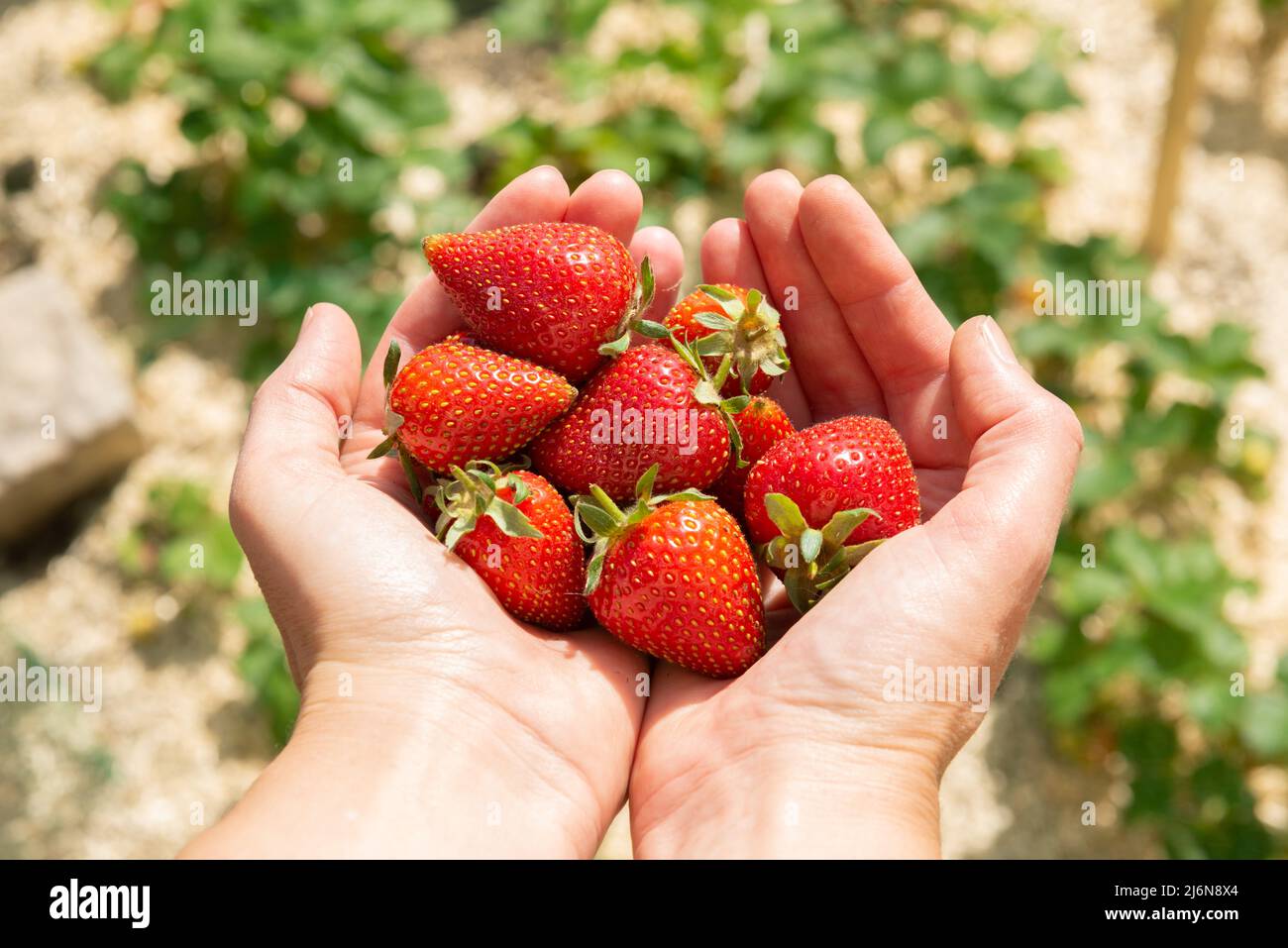 Frisch gepflückte Erdbeeren in den ausgestreckten Händen einer Frau im Gemüsegarten an einem sonnigen Tag Stockfoto