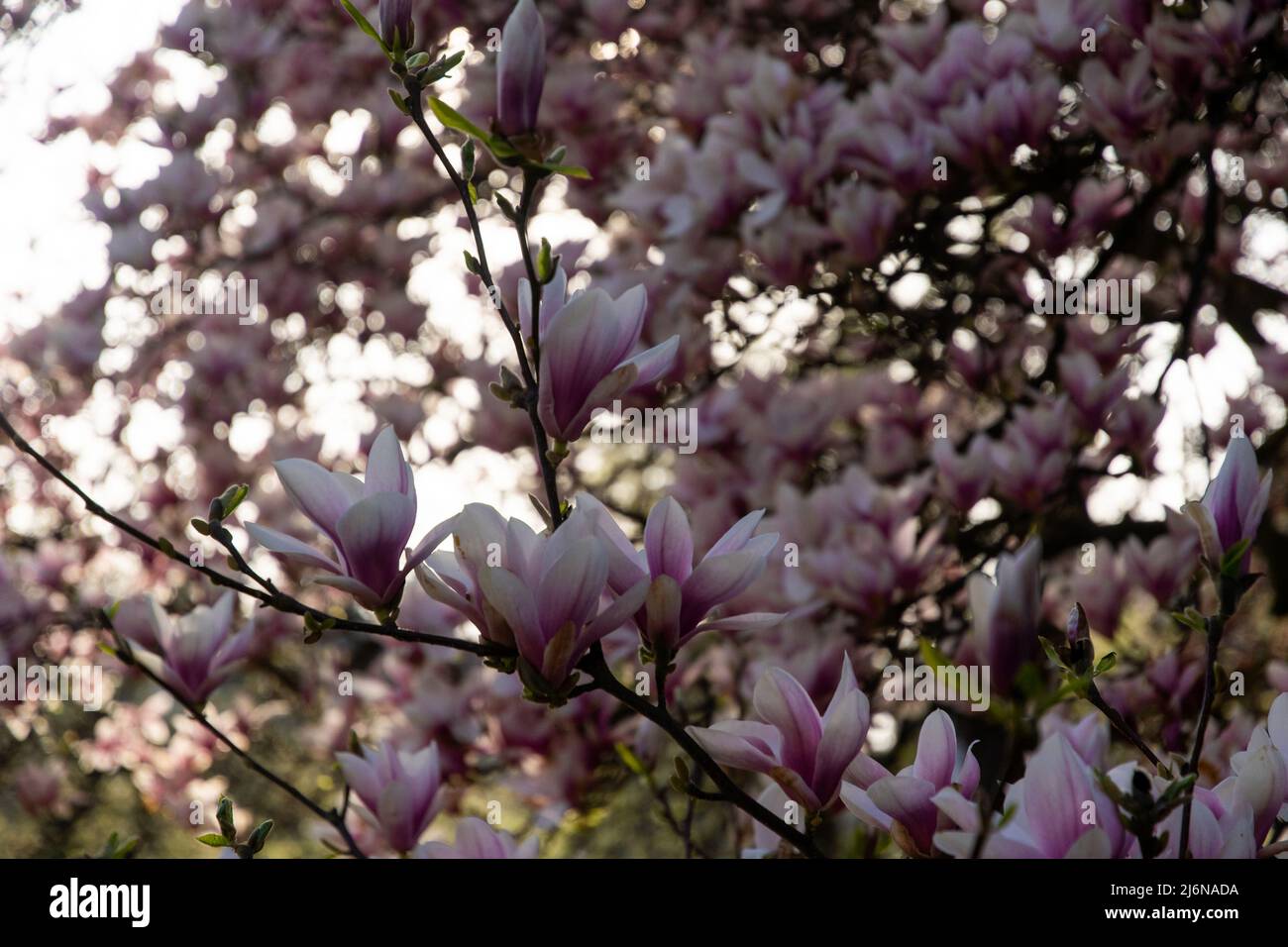 Magnolia blüht im Vojanovy sady Park, Prag Stockfoto