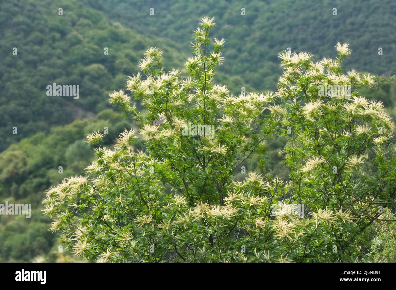 Süße Kastanie in der Blüte, Castanea sativa, Familie Fagaceae, Ardeche, Rhones Alpes, Frankreich Stockfoto