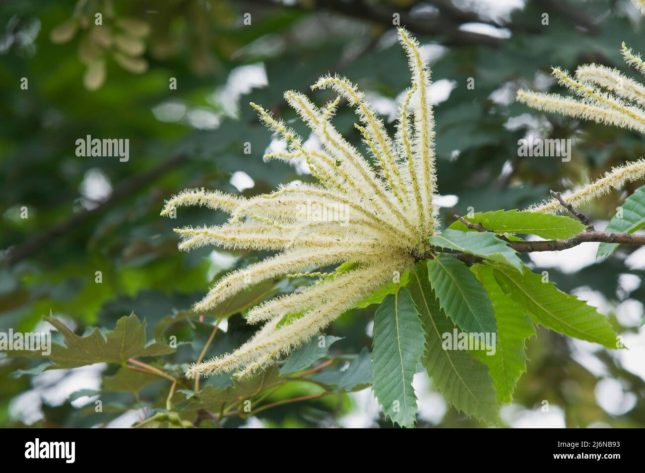 Süße Kastanie in der Blüte, Castanea sativa, Familie Fagaceae, Ardeche, Rhones Alpes, Frankreich Stockfoto