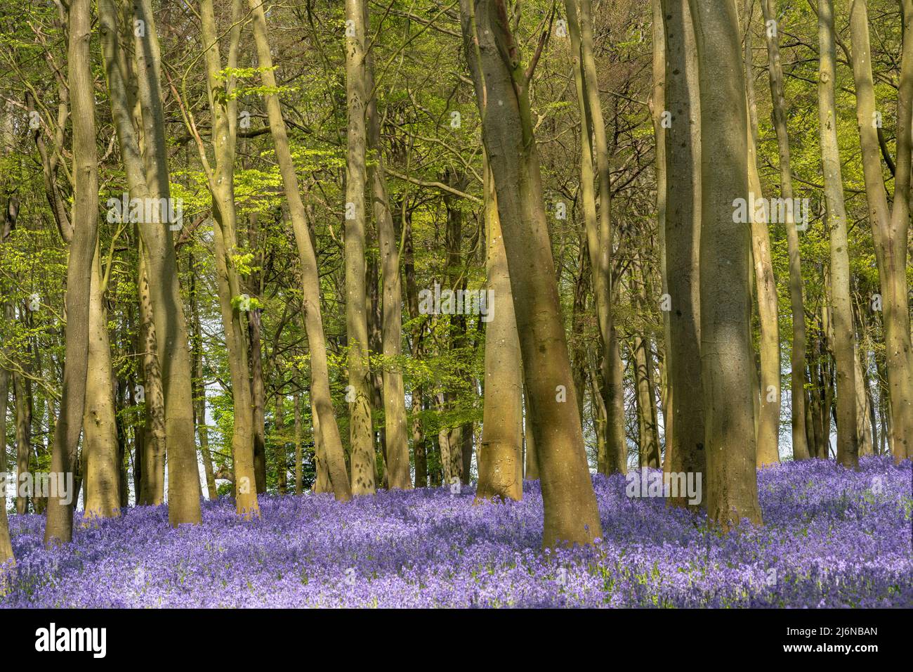 Bluebell, Hyacinthoides non-scripta, entspringen in einem Oxfordshire-Wald Stockfoto