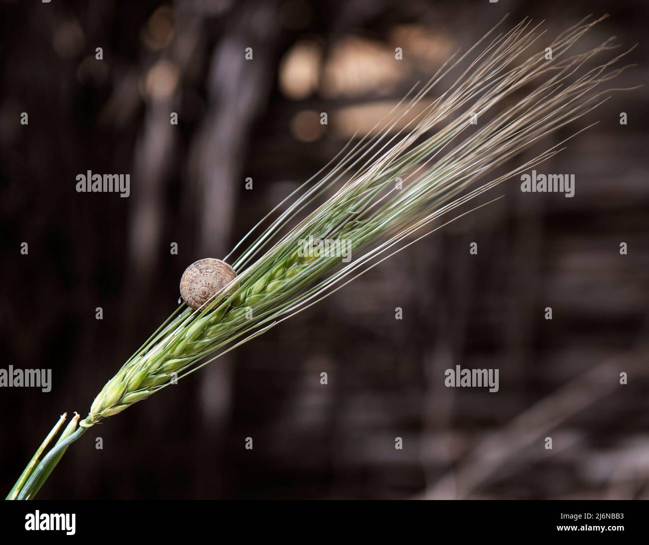 Kleine Schnecke auf einem Gras isoliert in dunklen verschwommen Bokeh Hintergrund. Wildtiere. Frühling in der Natur Stockfoto