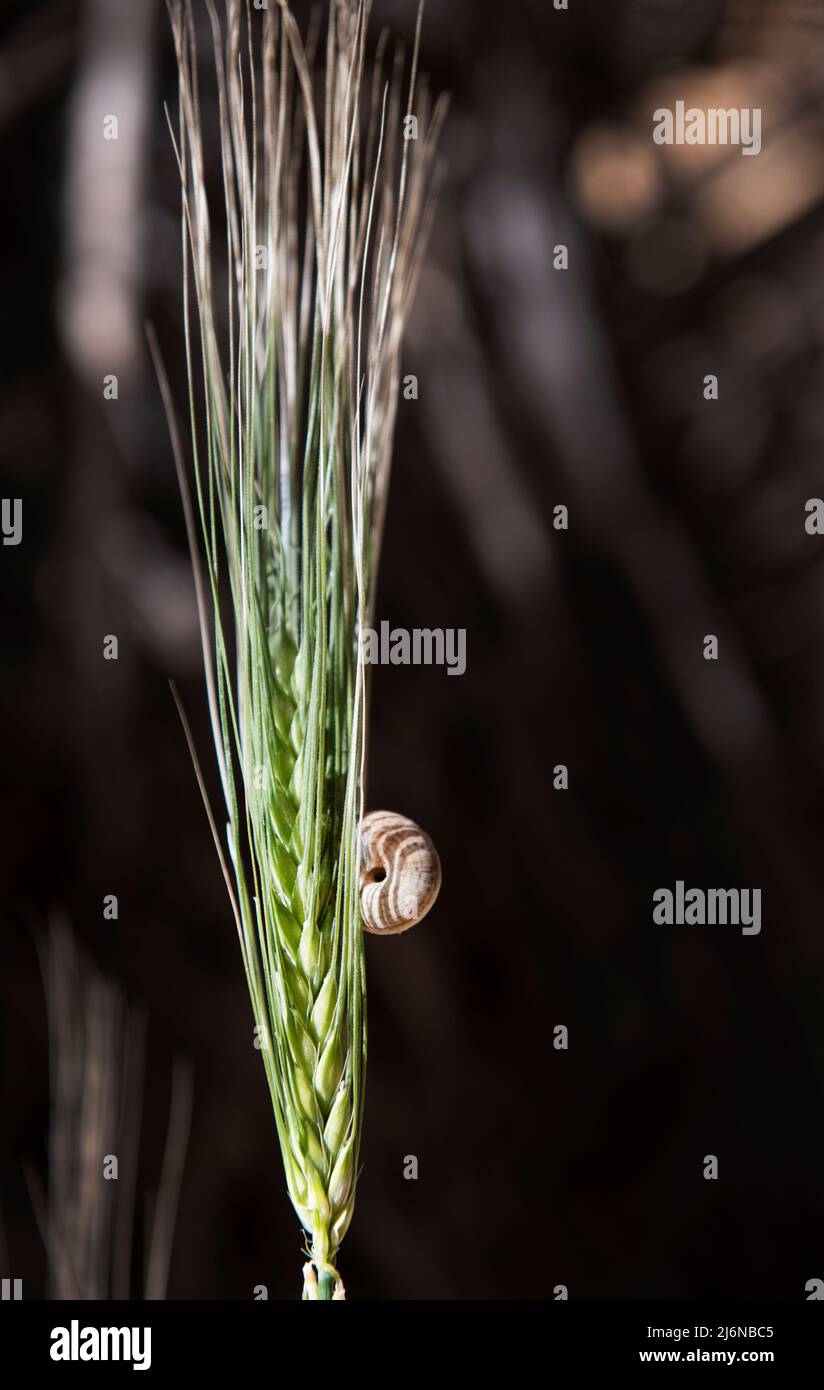 Kleine Schnecke auf einem Gras isoliert in dunklen verschwommen Bokeh Hintergrund. Wildtiere. Frühling in der Natur Stockfoto