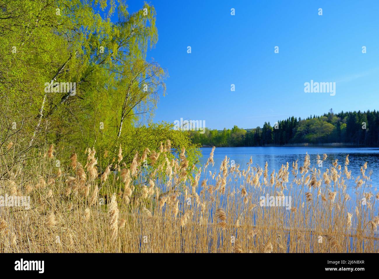 Blick auf das Seeufer, üppige Laubbäume und Schilf Stockfoto