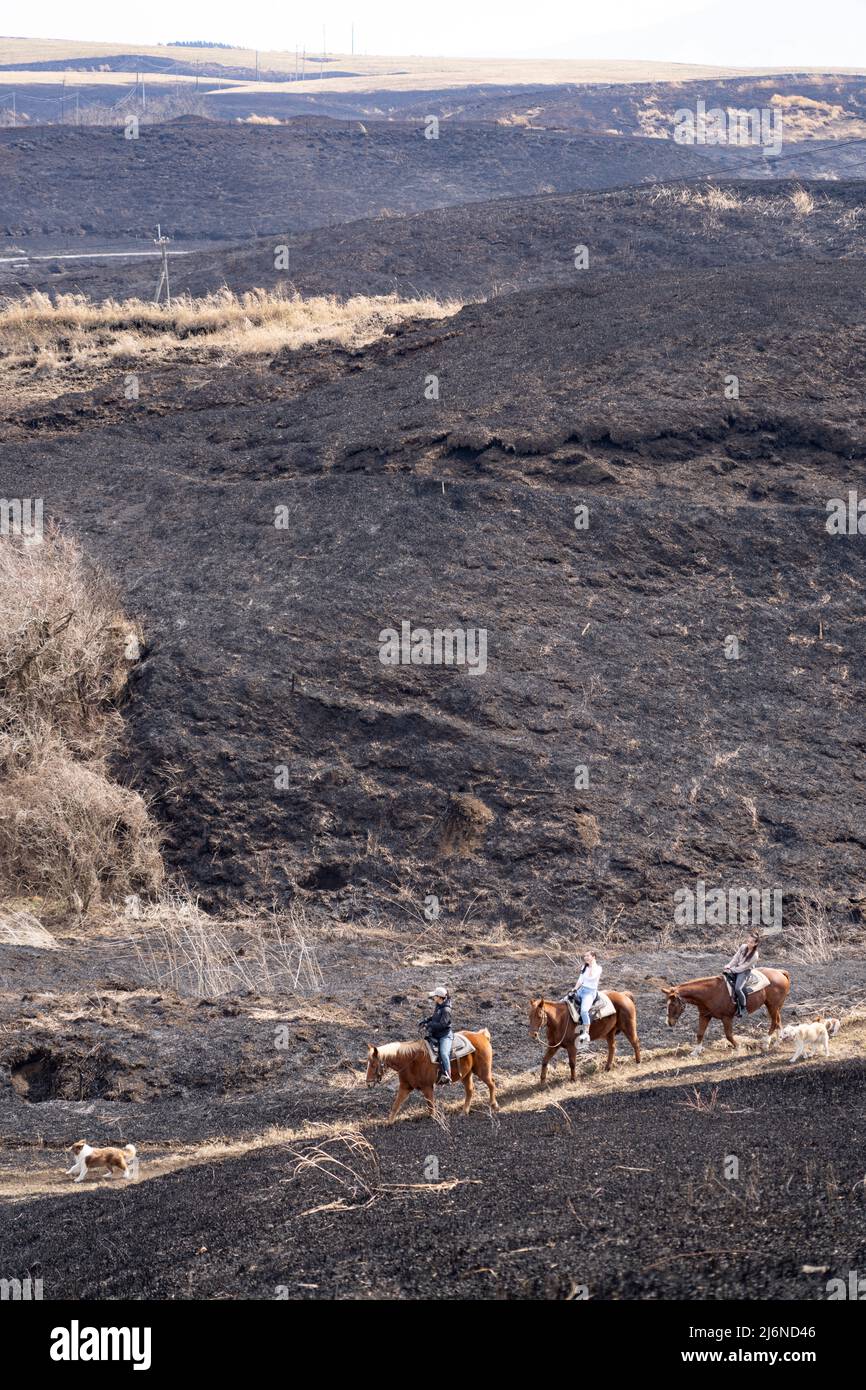 El Patio Ranch, Frontier Horses, Aso, Kumamoto Kyushu, Japan Stockfoto
