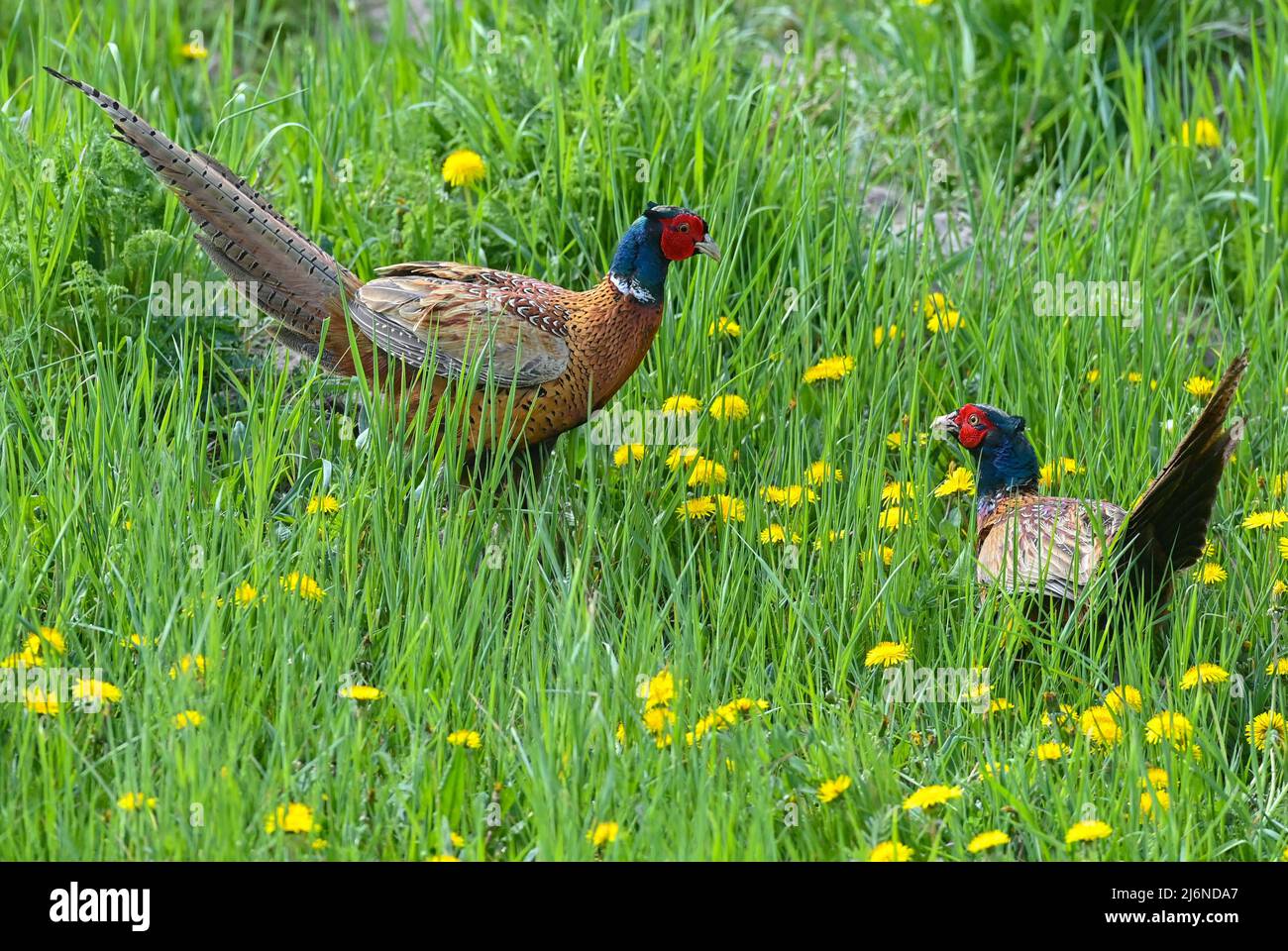 03. Mai 2022, Brandenburg, Schönefeld: Zwei männliche Fasane (Phasianus colchicus) streiten sich auf einer Wiese mit gelb blühenden Dandelionenblumen um das Territorium. Foto: Patrick Pleul/dpa Stockfoto