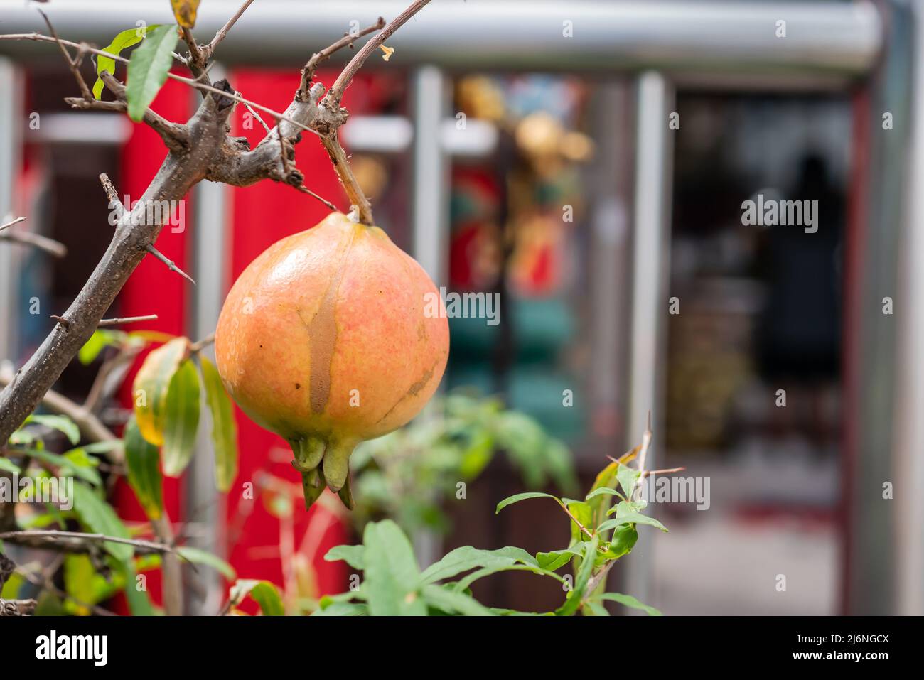 Roter Granatapfel auf einem Baum Stockfoto