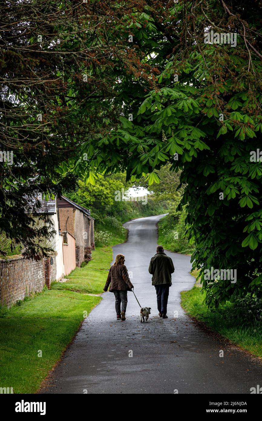 Hund zu Fuß in der Landstraße, Wanderrouten, Gasse, zu Fuß in der Landstraße, zu Fuß den Hund, Wanderrouten, Stockfoto