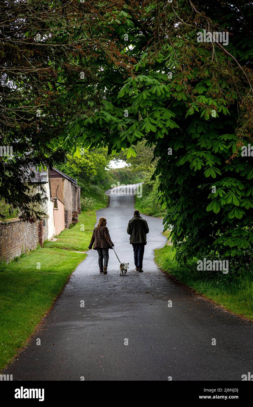 Hund zu Fuß in der Landstraße, Wanderrouten, Gasse, zu Fuß in der Landstraße, zu Fuß den Hund, Wanderrouten, Stockfoto