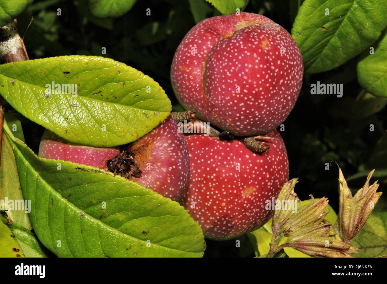 Roter Apfel mit weißen Flecken Stockfoto