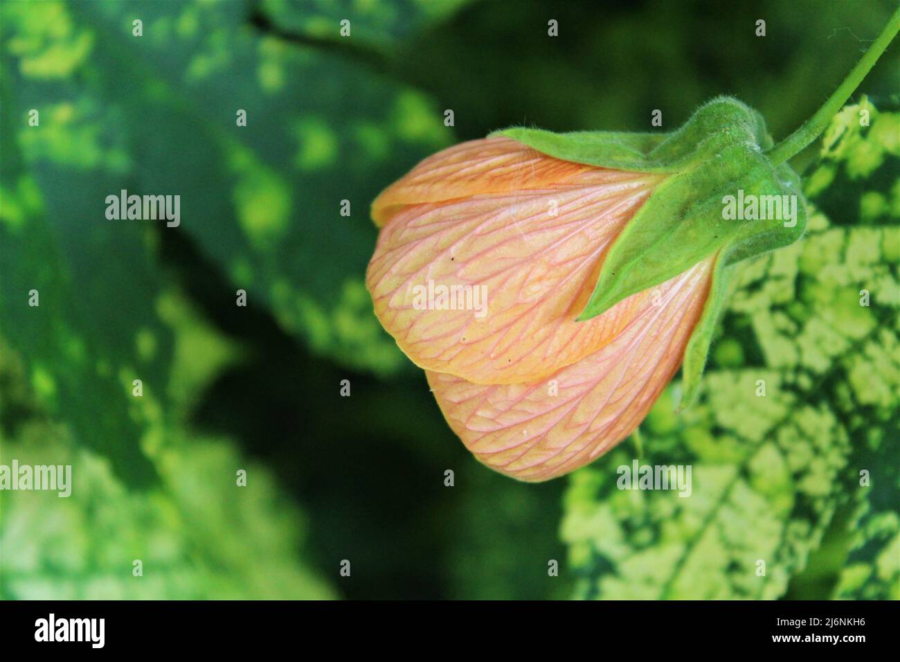 Blass orange/pfirsichfarben Gold Staub blühende Ahorn (Abutilon hybridum) Blume Stockfoto