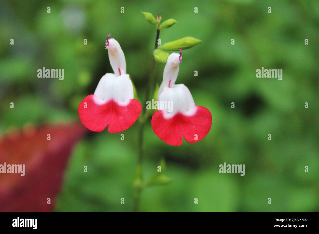 Rote und weiße Blumen glockenförmig Stockfoto
