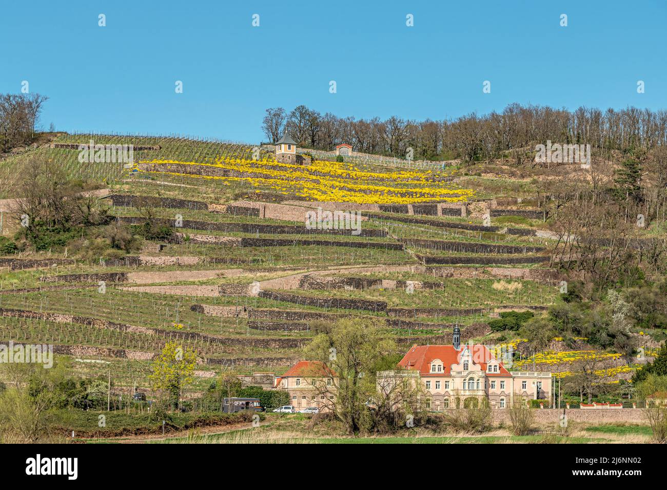 Die Weinberge des Spaargebirges im Elbtal bei Meißen, Sachsen, Deutschland Stockfoto