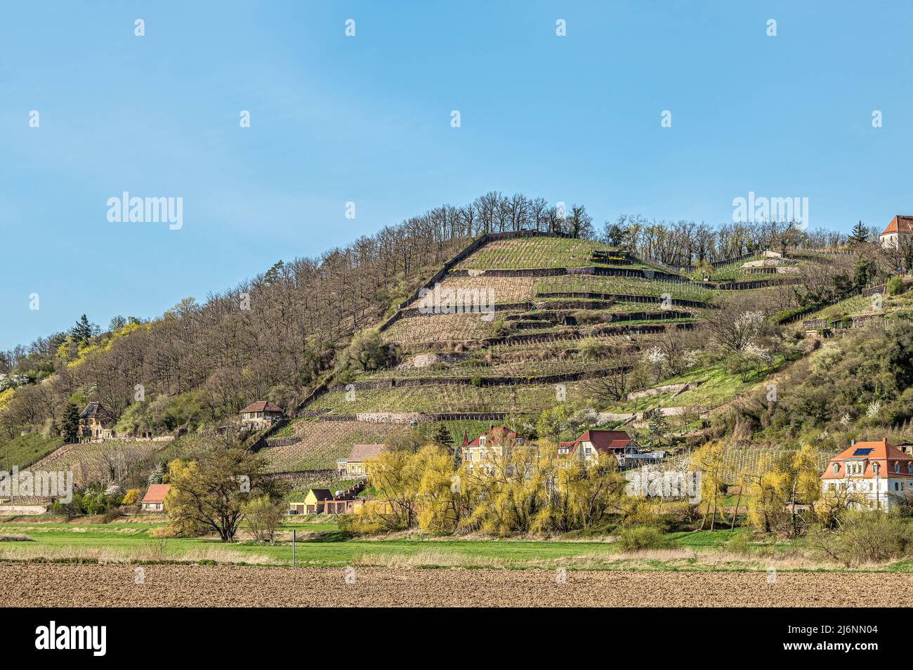 Die Weinberge des Spaargebirges im Elbtal bei Meißen, Sachsen, Deutschland Stockfoto