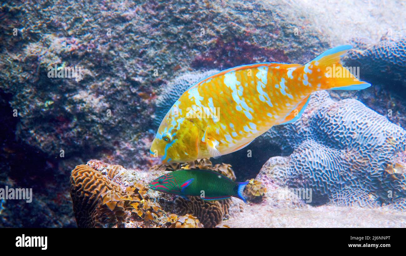 Unterwasser von wunderschön gefärbten, blau-barred Papageienfischen, die Korallenriffe schwimmen Stockfoto