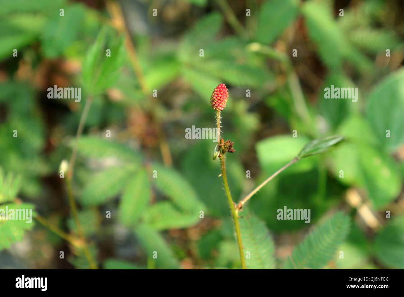 Bereit, den rötlichen Blütenkopf einer empfindlichen Pflanze (Mimosa pudica Linn) mit dem behaarten, erhöhten Stamm zu blühen Stockfoto