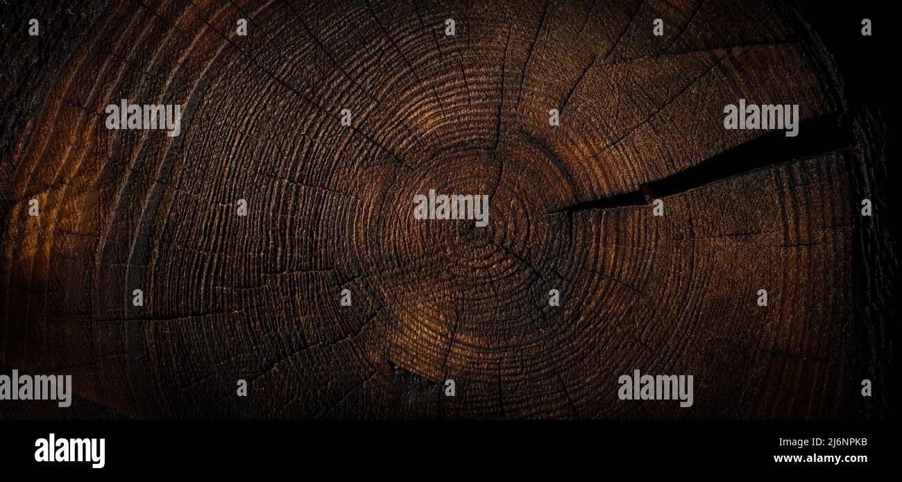 Verbranntes Holz Textur Hintergrund. Baum Querschnitt. Banner Stockfoto