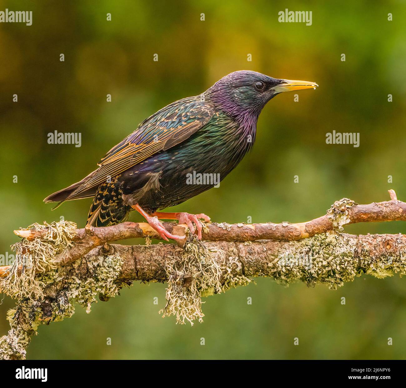 Gemeinsamen Starling Stockfoto