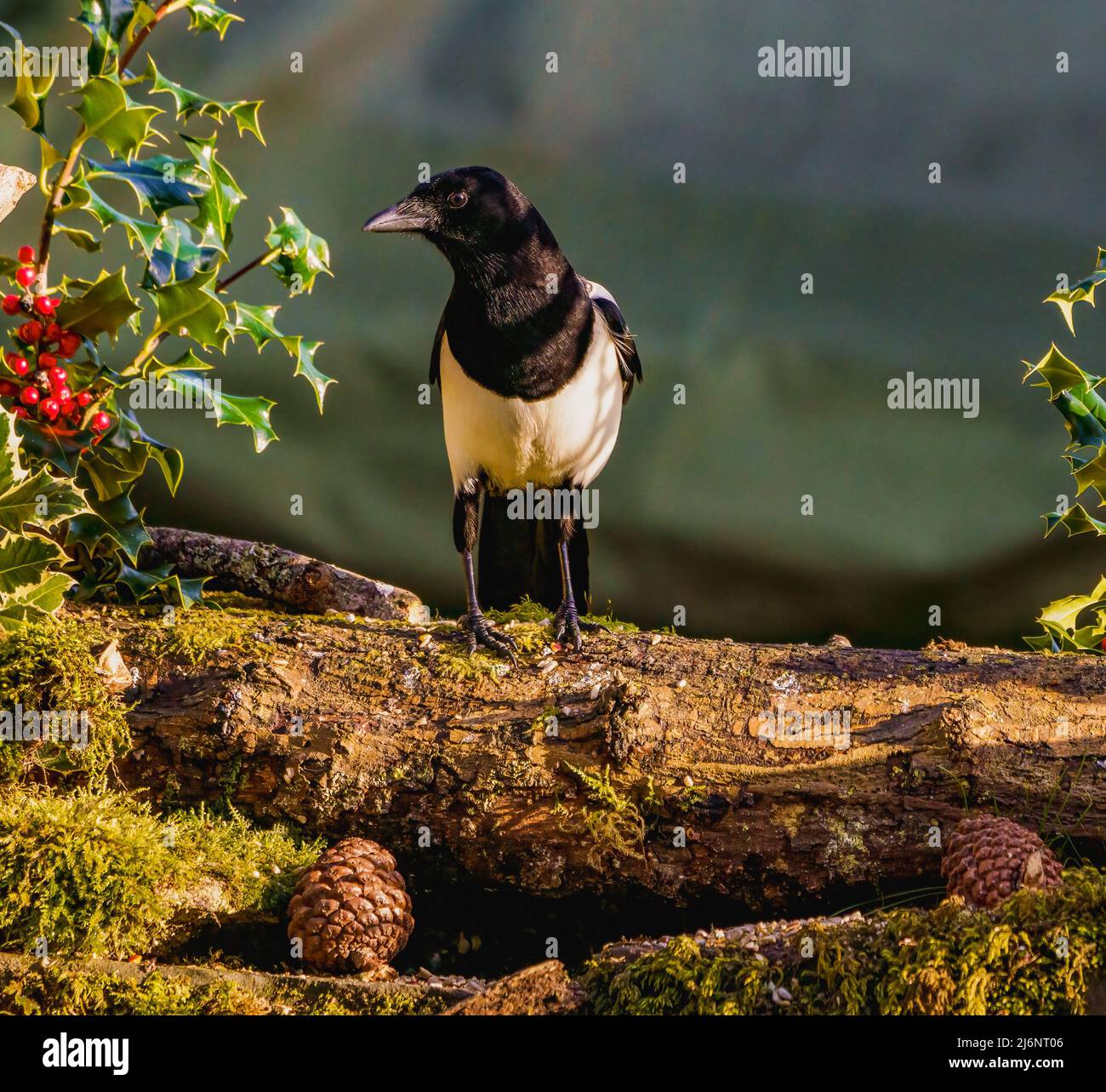 Elster-Weihnachtsszene Stockfoto