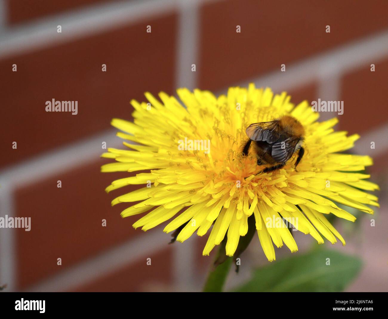 Biene auf der dendelion-Blume Stockfoto