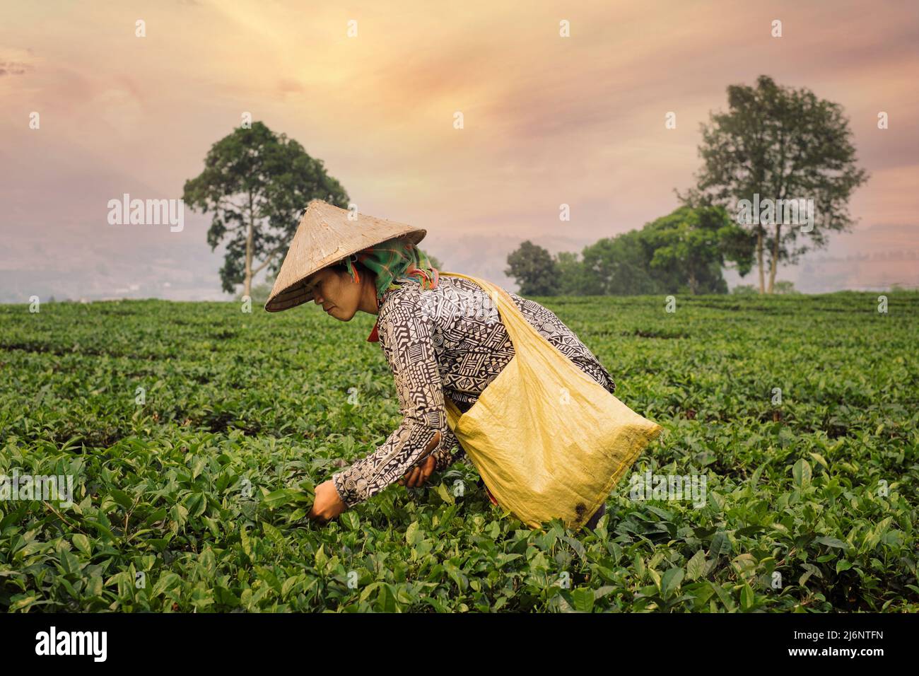 Sapa, Vietnam - 17. April 2016: Hmong-Frau im traditionellen vietnamesischen Hut pflückt Teeblätter mit den Händen in den Korb. Stockfoto