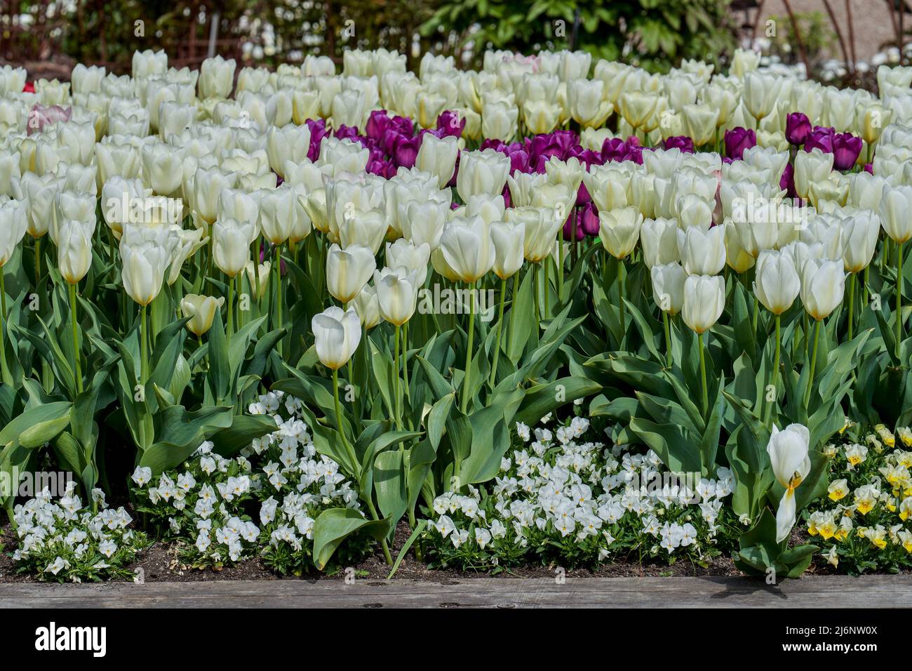Üppige, zahlreiche weiße Tulpen tulipa Blüten aus nächster Nähe Stockfoto