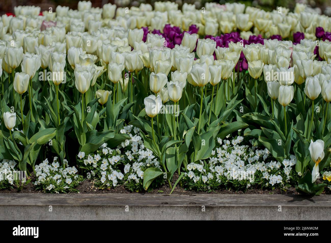 Üppige, zahlreiche weiße Tulpen tulipa Blüten aus nächster Nähe Stockfoto
