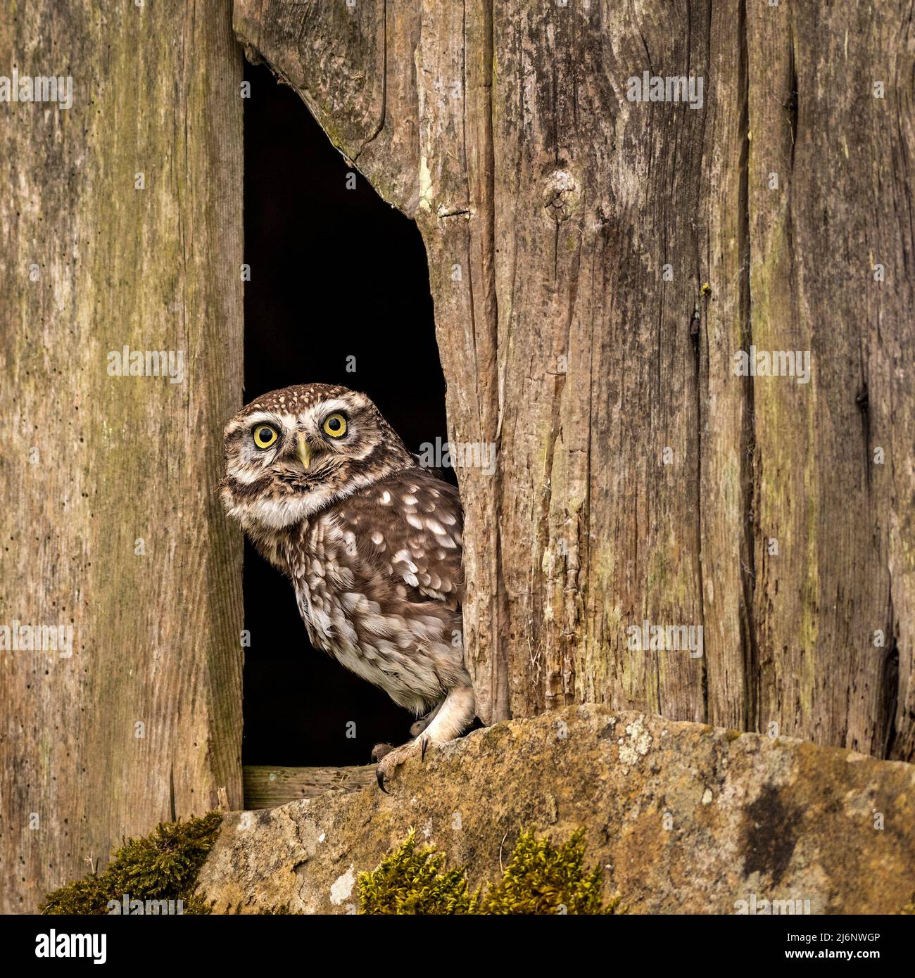 Nahaufnahme einer kleinen Eule, die aus einem Loch in einer Scheunentür guckt Stockfoto