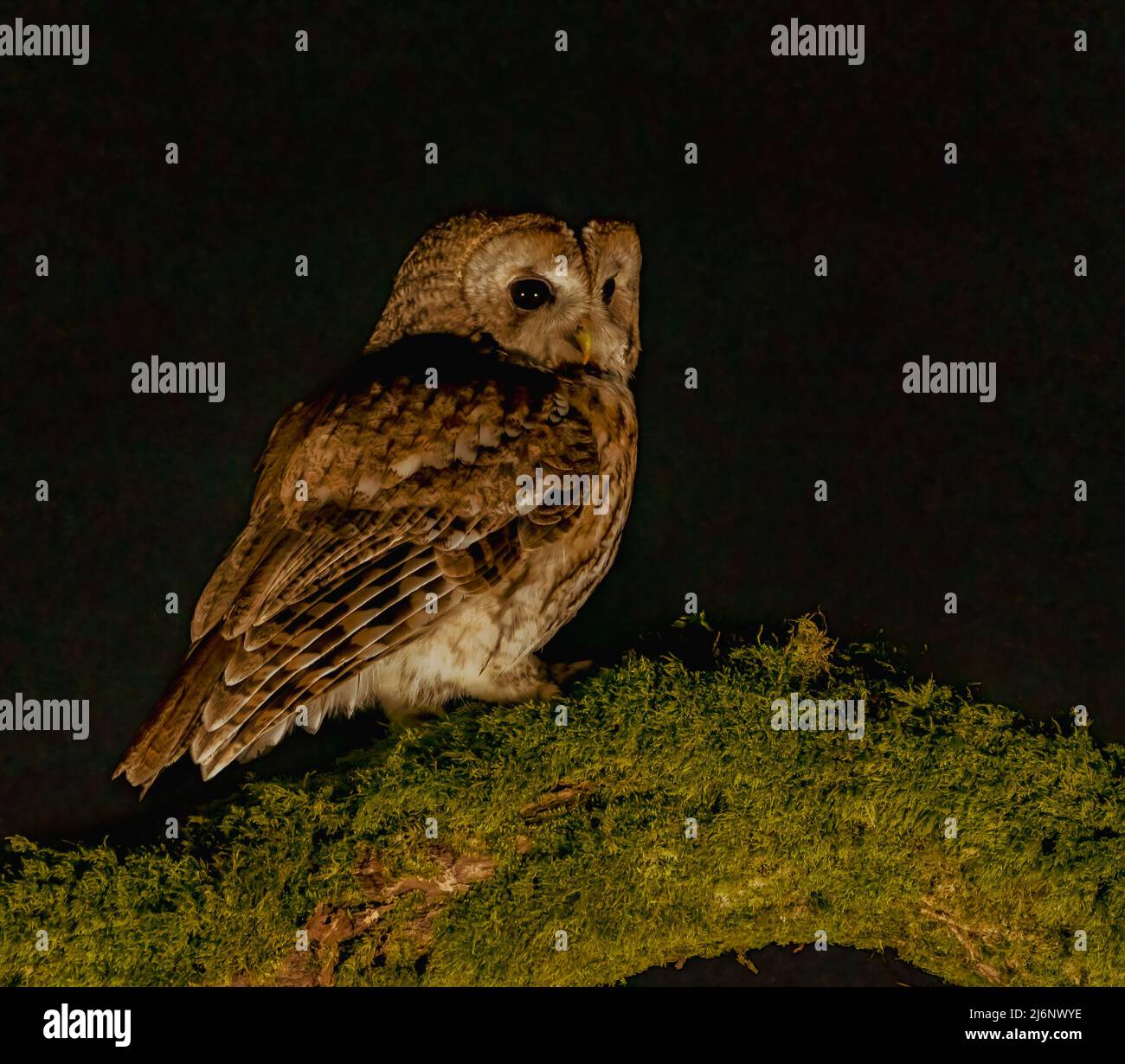Waldkauz bei Nacht Stockfoto