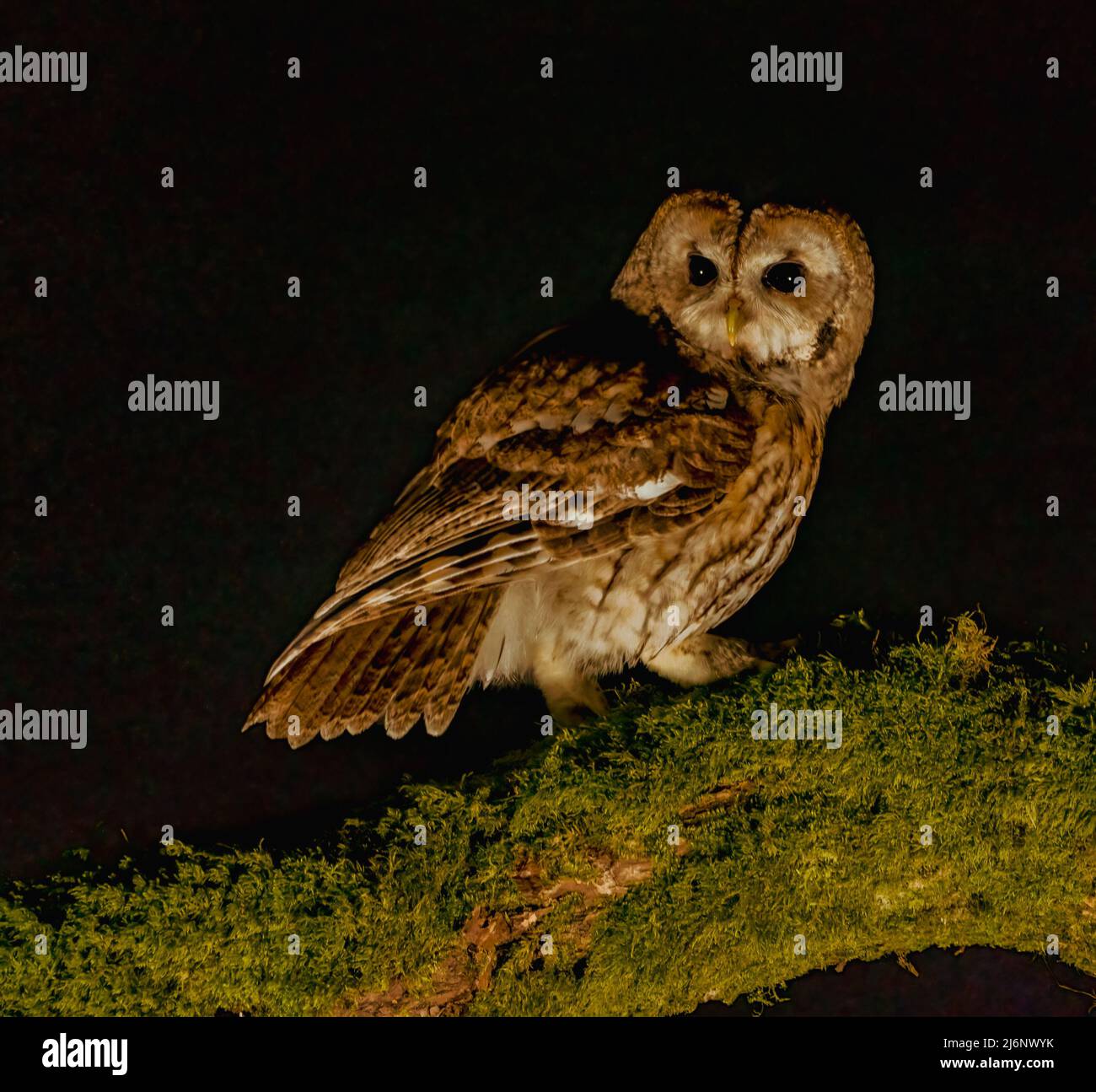 Waldkauz bei Nacht Stockfoto