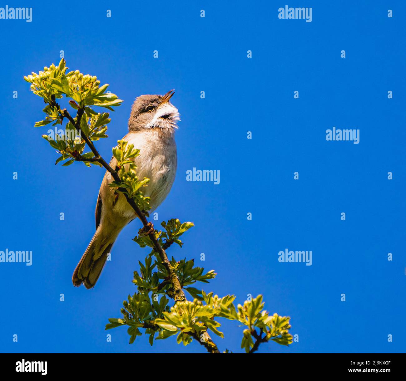 Singing Common Whitethroat Stockfoto