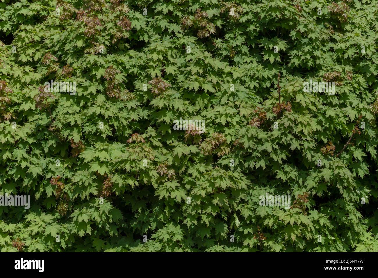 Abstrakter natürlicher Hintergrund: Grünes Laub von Ahornbaum im Frühjahr Stockfoto