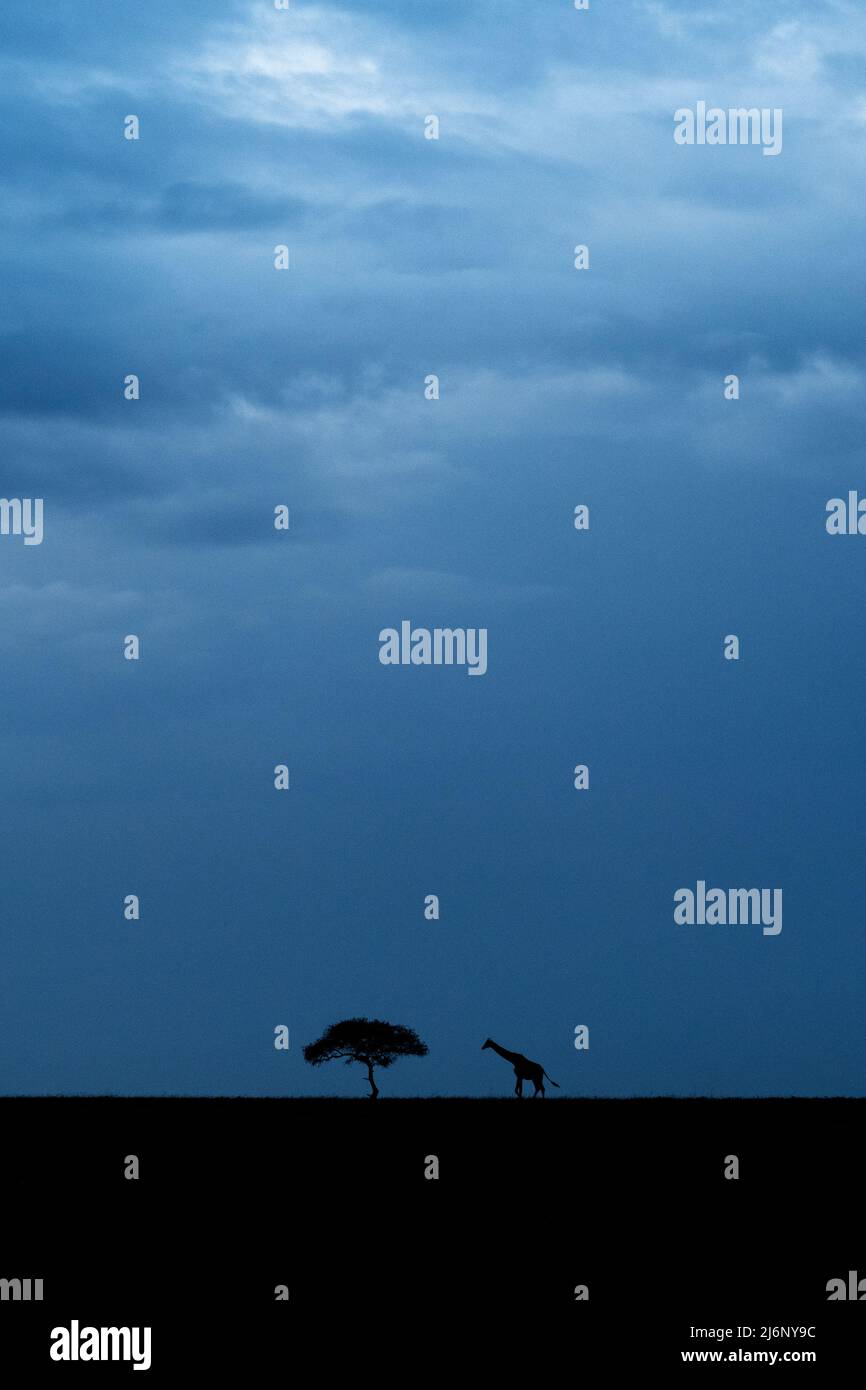 Eine masai-Giraffe wandert in der Masai Mara, Kenia, unter stimmungsvollen Morgenhimmeln durch die weiten Ebenen der Mara Stockfoto