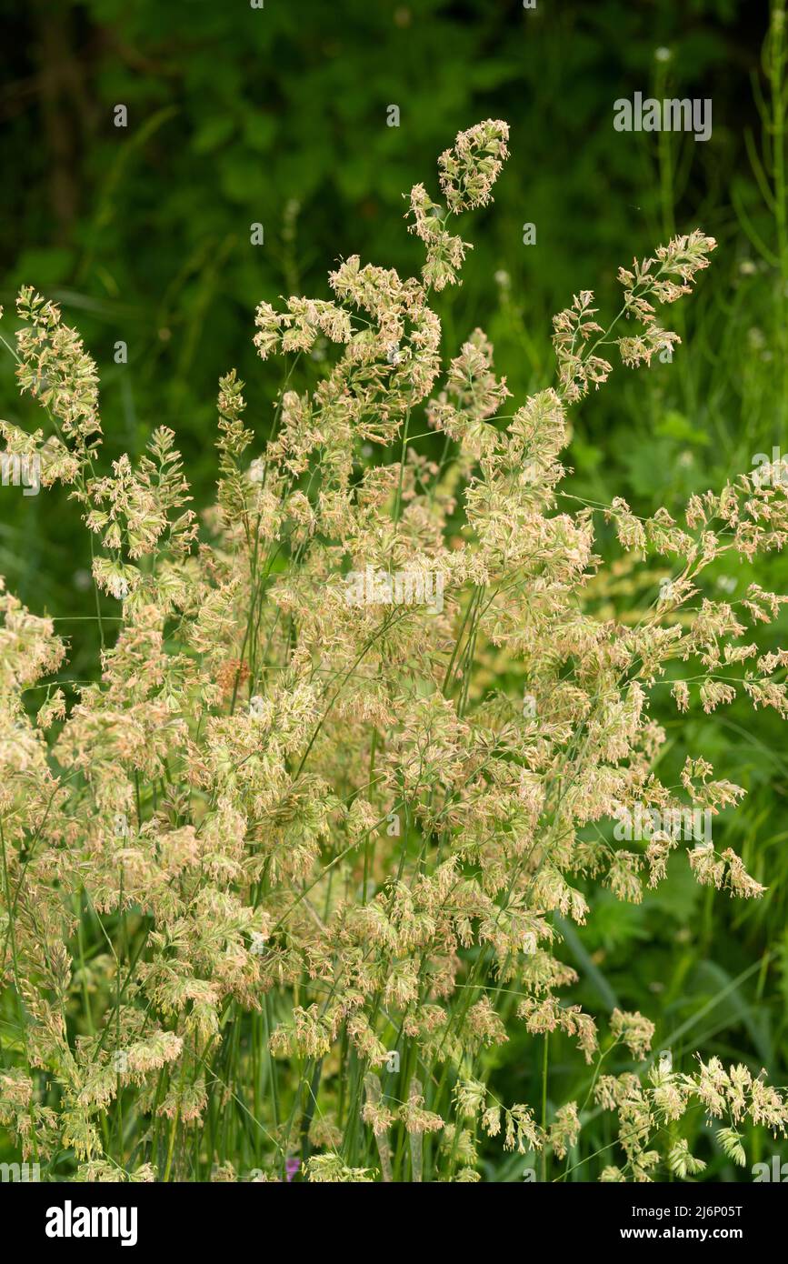 Italien, Lombardei, Cocksfoot Grass, Dactylis Glomerata, Blumen Stockfoto