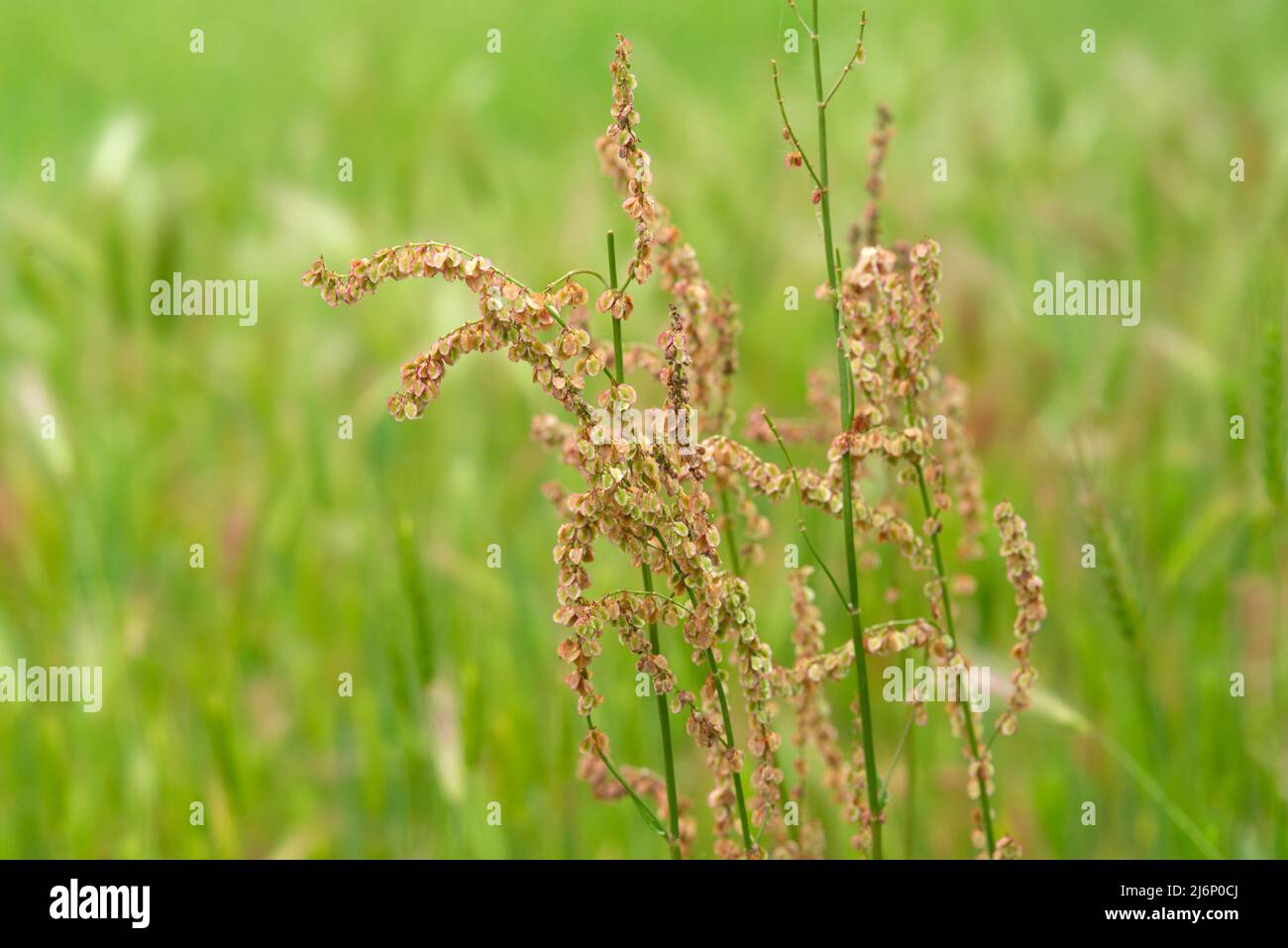 Italien, Lombardei, Gemeiner Sauerampfer, Rumex Acetosa. Blumen Stockfoto